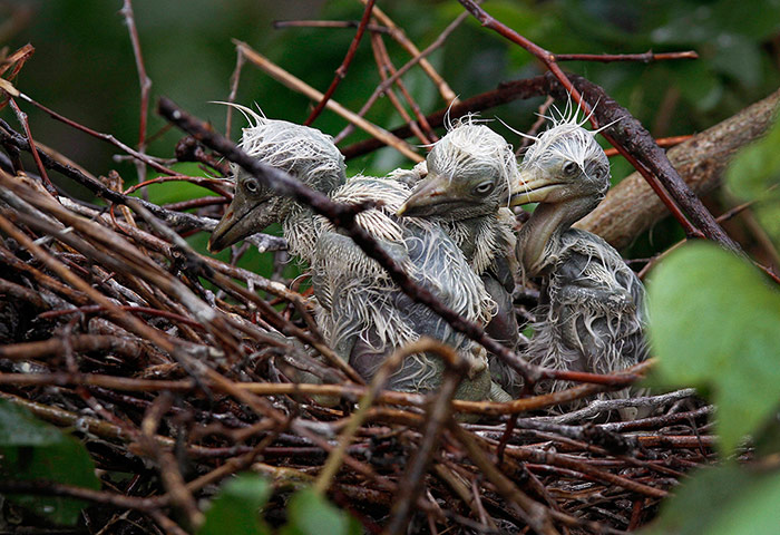 24 Hours: The arrival of egrets indicates the beginning of the monsoon in Gauhati