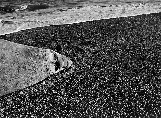 Sebastiao Salgado: An adult male elephant seal, Península Valdés, Patagonia, 2005