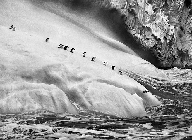 Sebastiao Salgado: Chinstrap penguins on icebergs, South Sandwich Islands, 2009