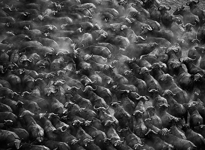 Sebastiao Salgado: Herd of buffalos, Kafue National Park, Zambia, 2010