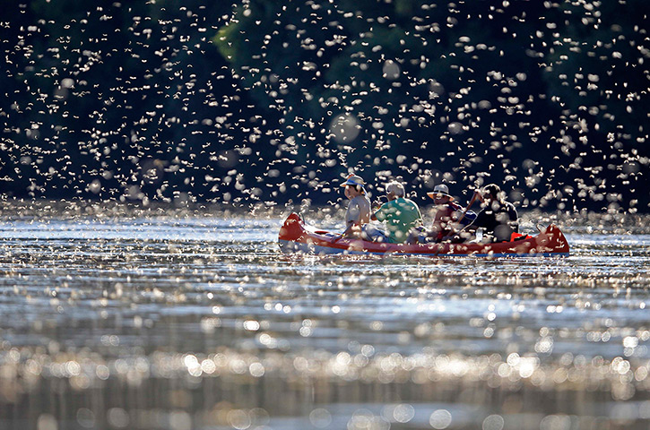 24 hours in pictures: Long-tailed mayflies 
