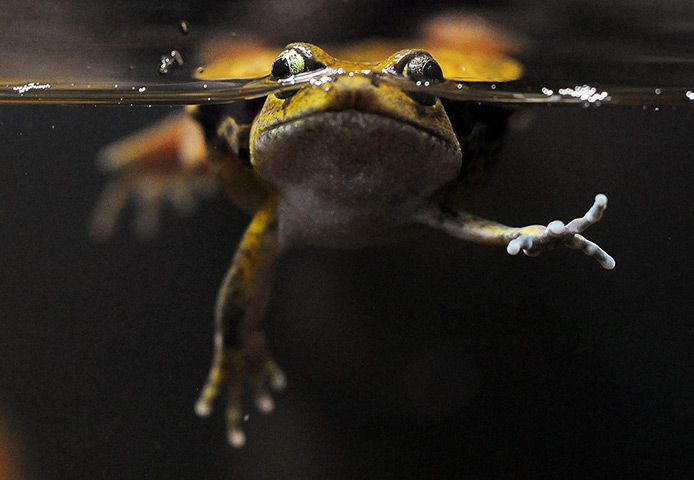 24 hours in pictures: False Tomato Frog at Zurich Zoo