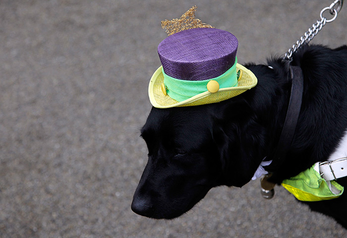 ladies day at ascot : Zoey the dog