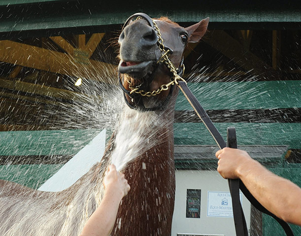 24 hours in pictures: Queen's Plate contender Ultimate Destiny