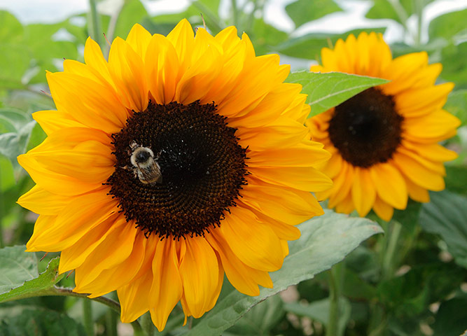 24 hours in pictures: A bee collects pollen 