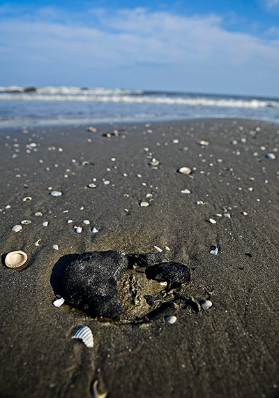 Week in wildlife: U.S.-GULF COAST-BP OIL SPILL-TWO YEARS AFTER