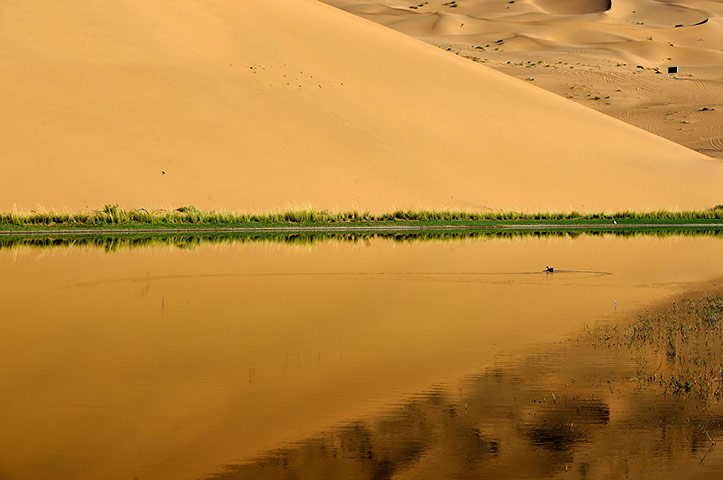 Week in wildlife: CHINA-INNER MONGOLIA-BADAIN JARAN DESERT (CN)