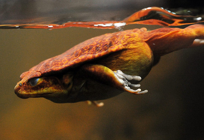 Week in wildlife: A False Tomato Frog