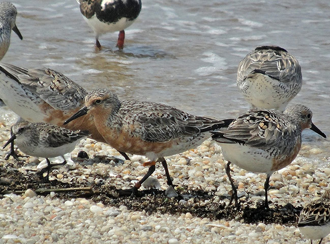 Week in wildlife: a migratory Red Knot nicknamed Moonbird
