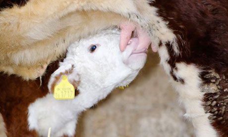 Feeding Calf