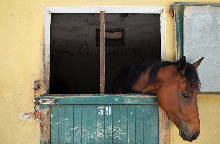 best of the week: Horse Racing In Italy Among Global Recession