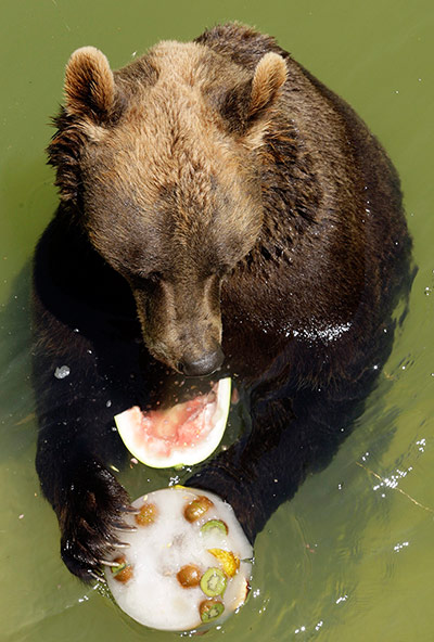 picture desk live update: A brown bear eats a watermelon 