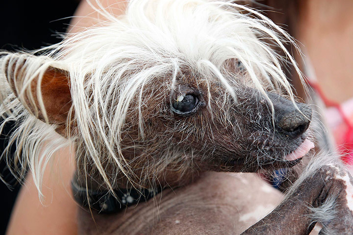 Ugliest Dogs: Spam-O-Rama is seen during the 24th annual World's Ugliest Dog Contest