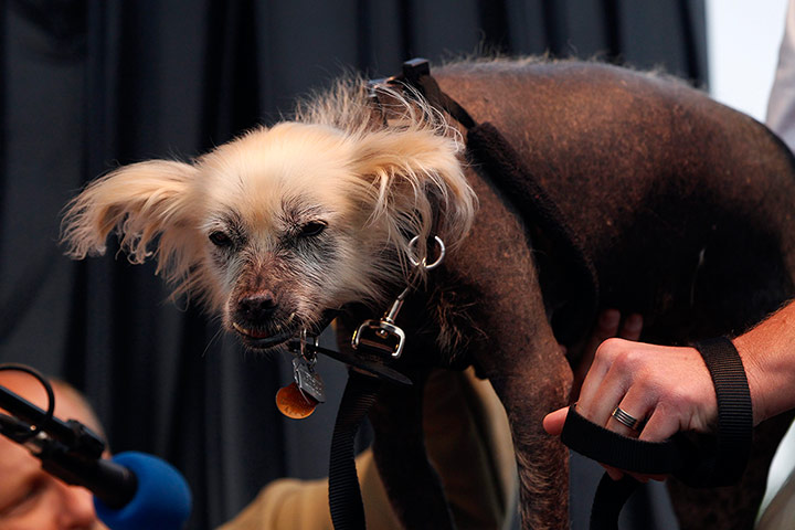 Ugliest Dogs: A Mexican Hairless dog during the 24th annual World's Ugliest Dog Contest