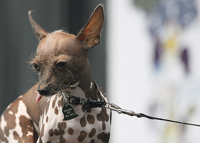 Ugliest Dogs: A Mexican Hairless named Roman is brough