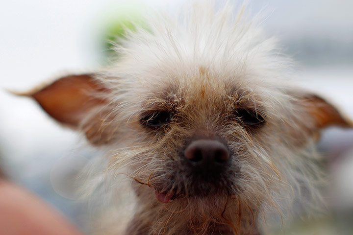 Ugliest Dogs: Josie, a three-year-old Chinese Crested dog