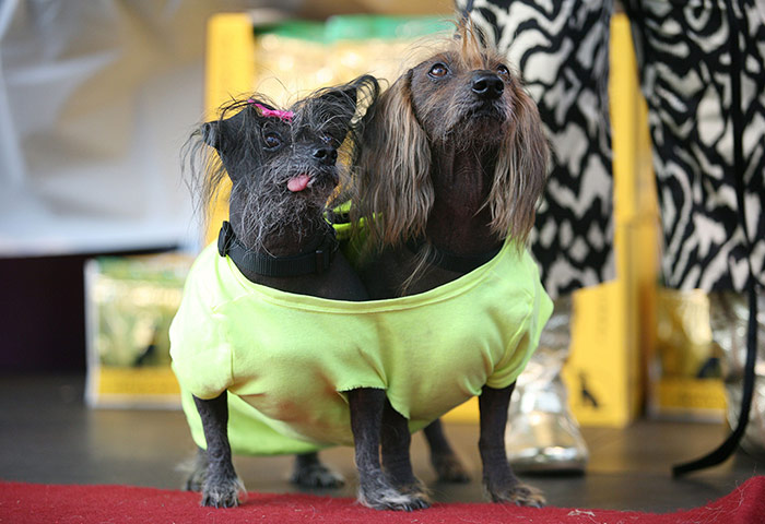 Ugliest Dogs: The World's Ugliest Dog contestants, Boo