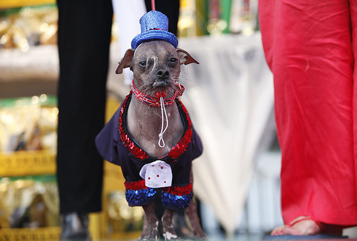 Ugliest Dogs: A Chinese crested, named Mugly, appears