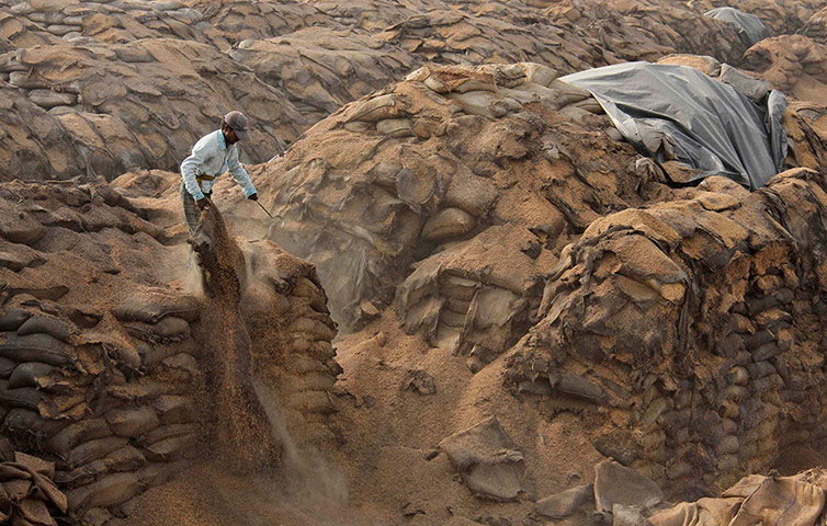 24 hours: A labourer empties a sack of rotten paddy crop at Khamano village