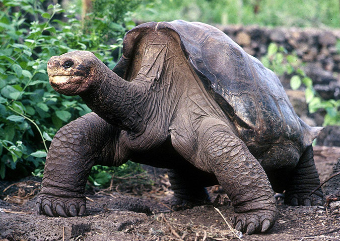 Lonesome George dies: File photo of Lonesome George in Puerto Ayora