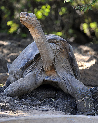 Lonesome George dies: Lonesome George