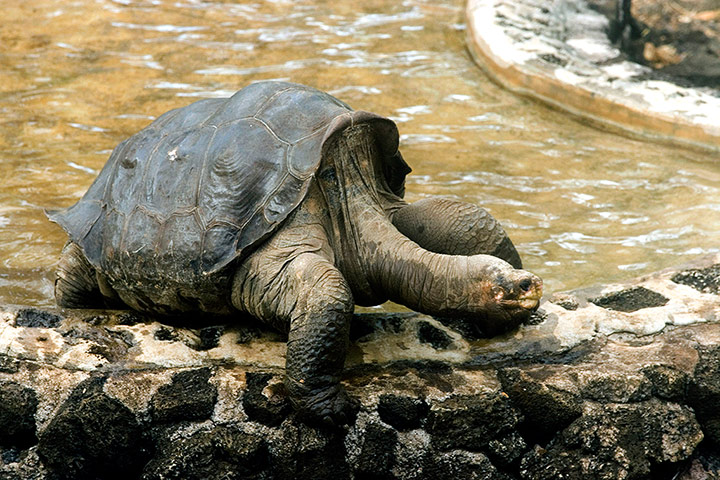 Lonesome George dies: Lonesome George walks away from a pool 