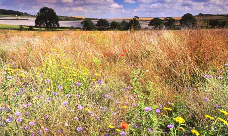 Wildflower meadow in Cheshire