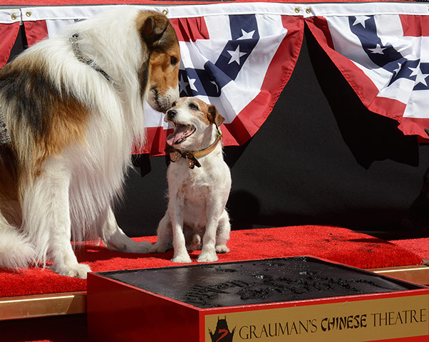 Picture desk live: Uggie is immortalized at Grauman's Chinese Theatre in Hollywood