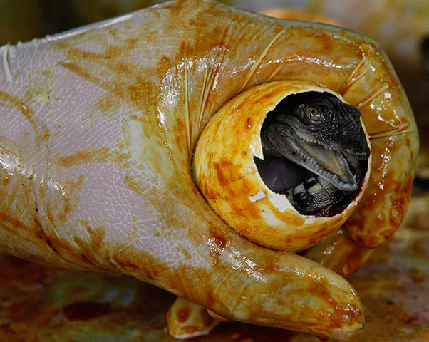 Picture Desk Live: A worker show a newly-hatched baby crocodile