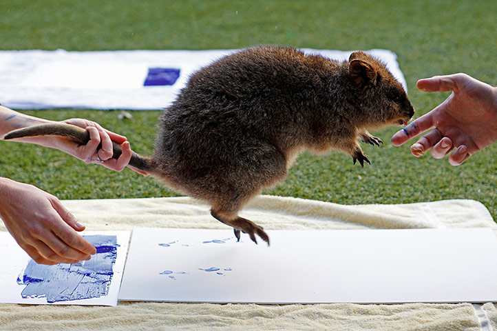Picture desk live: Zookeepers take the footprints of a Quokka at Taronga Zoo in Sydney
