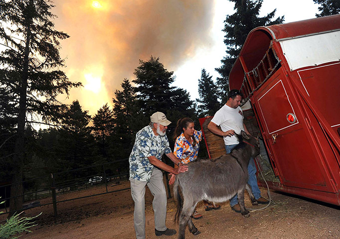 Wildfires in Colorado: A family evacuate their animals from the path of the fire in Colorado
