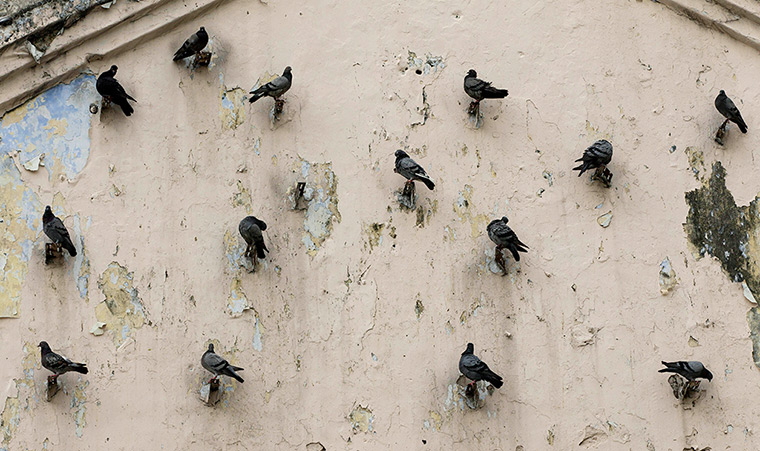 24 hours in pictures: Pigeons perch themselves on the wall, Malaysia