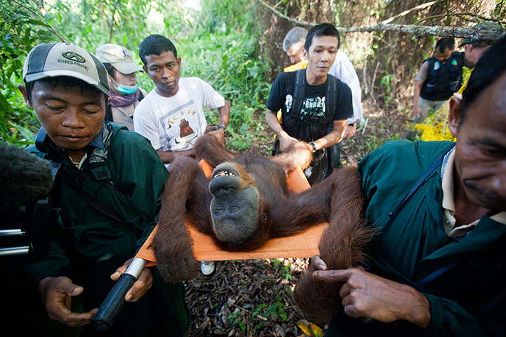 Picture Desk Live: Relocating an Orangutan in Tripa forest, Indonesia
