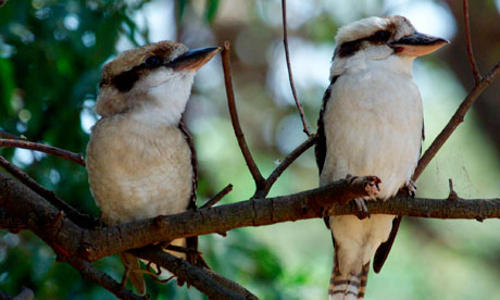 Mateship with Birds by Carrie Tiffany Mateship with Birds by Carrie Tiffany