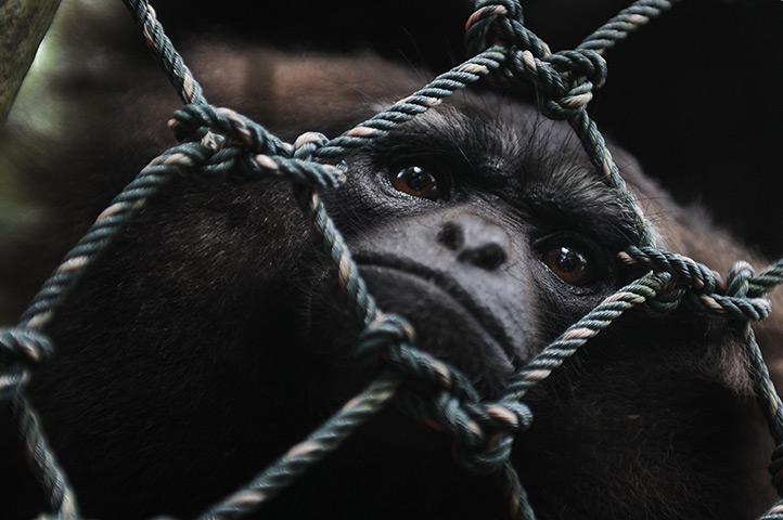 24 hours in pictures: A rescued gibbon monkey confined at the rehabilitation centre