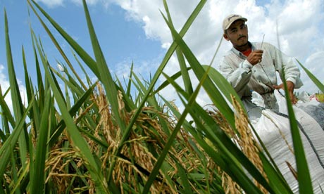 farmer rice field