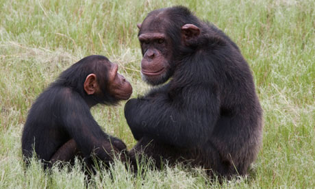 chimpanzees in enclosure