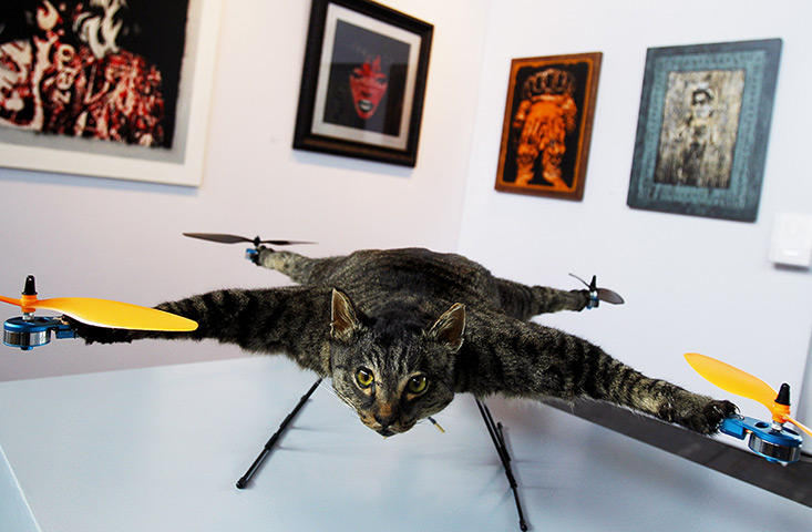 Chopper cat?  Or flying zombie?