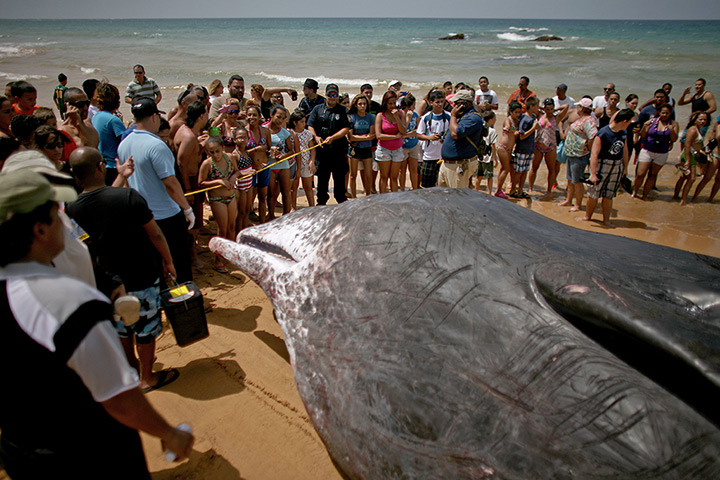 24 hours: Luquillo, Puerto Rico: Onlookers surround the body of a sperm whale