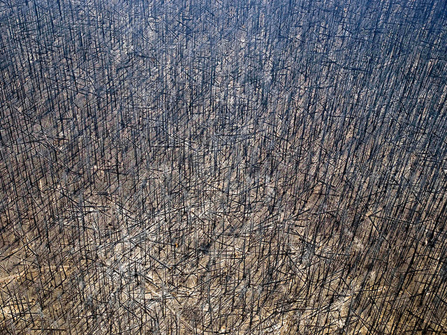 24 hours: New Mexuco, US: A section of the Gila National Forest after a fire