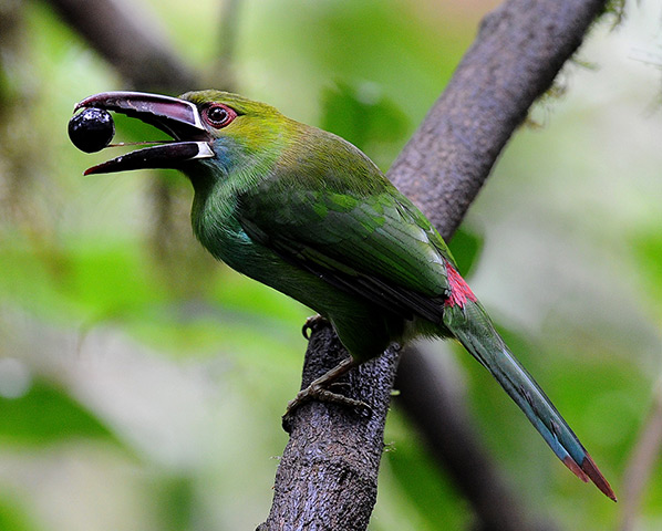 24 hours: Ecuador: A Crimson rumped Toucanet 