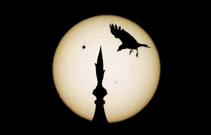 transit: A bird landing on the Taj Mahal in Agra, India, against the Sun and Venus