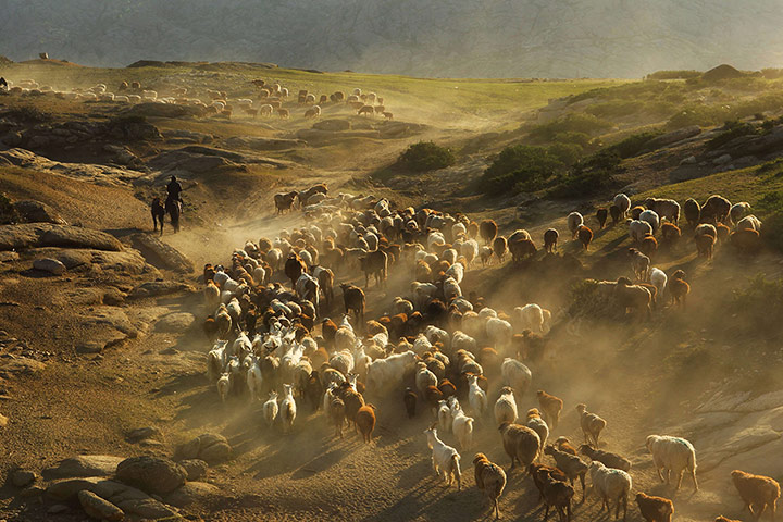 Shepherds in China