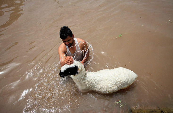 Shepherds: a man washes his sheep on the bank of a canal