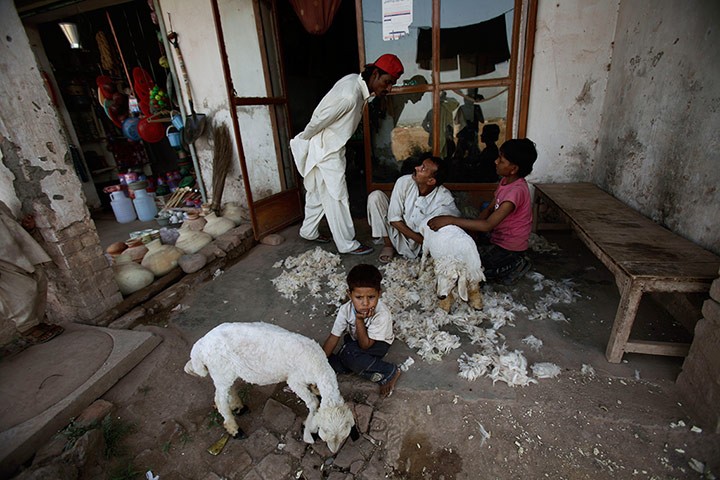 Shepherds: a barber shaves a sheep