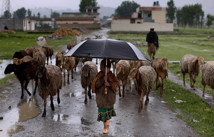 Shepherds: A Pakistani girl holds an umbrella as shelter from the rain