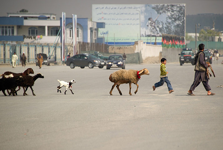 Shepherds: an Afghan shepherd  leads his flock
