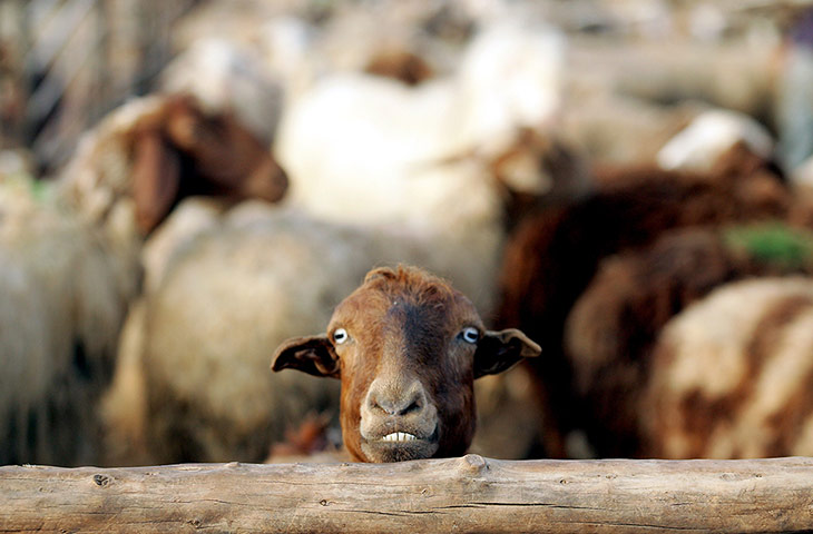 Shepherds: a sheep is pictured in a pen on the outskirts of the northern West Bank