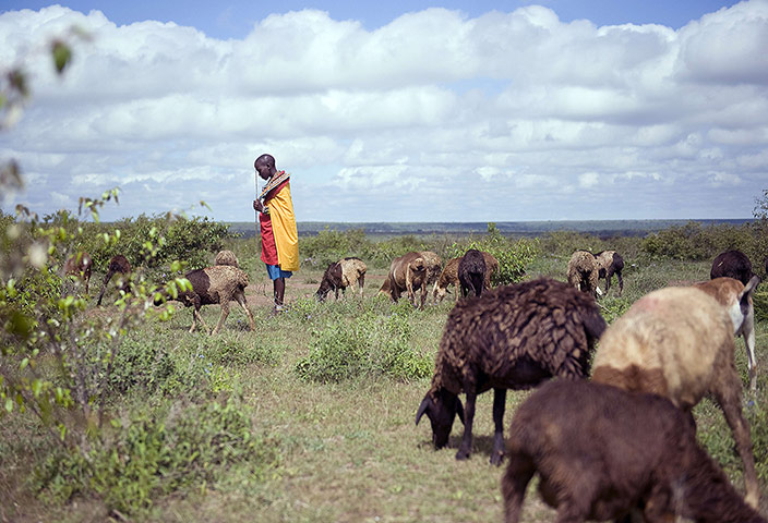 Shepherds: sheep grazing in Kenya