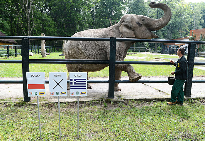 Picture Desk Live: Citta the elephant to predicts the outcome of football games